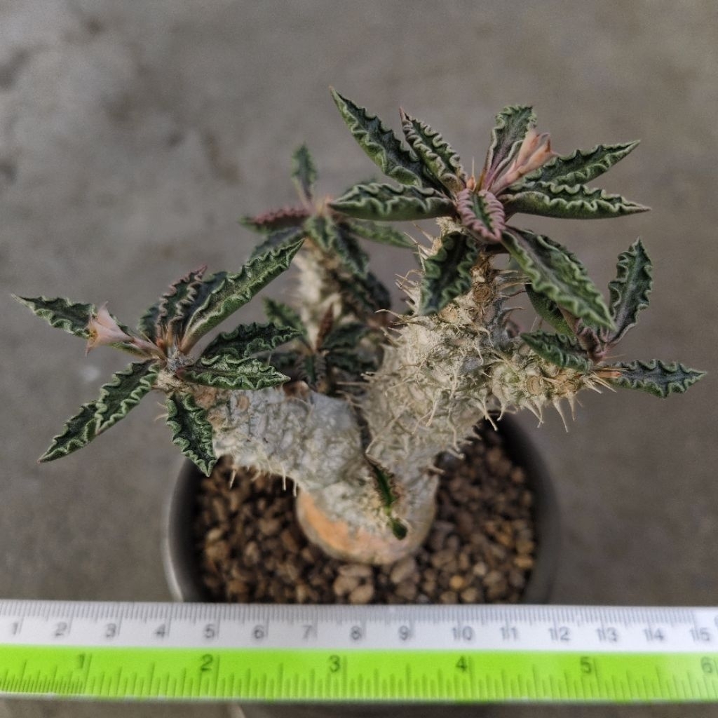 Tanaman Caudiciform : Euphorbia tulearensis
