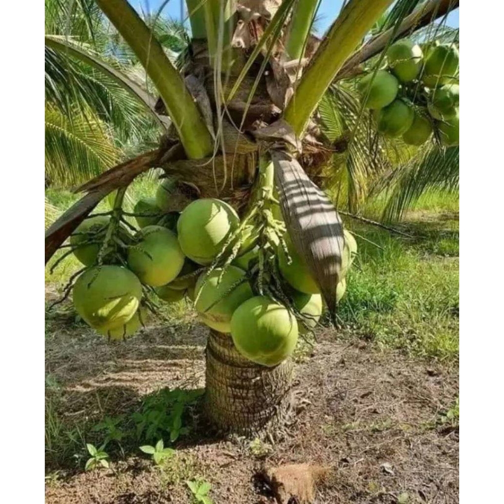 TERJAMIN  Bibit Kelapa Genjah Entok Bersertifikat, Bibit Kelapa Genjah Entok Kebumen, Bibit Kelapa G