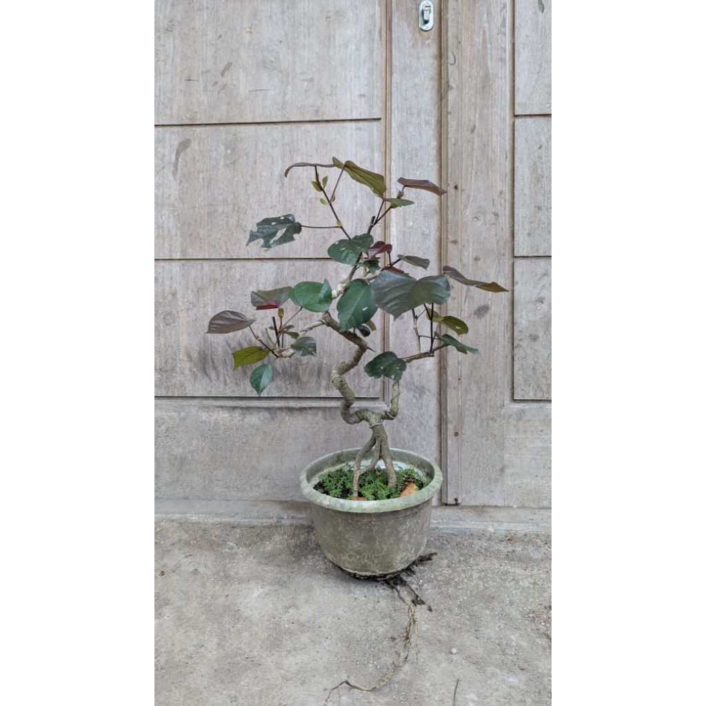 bonsai waru merah