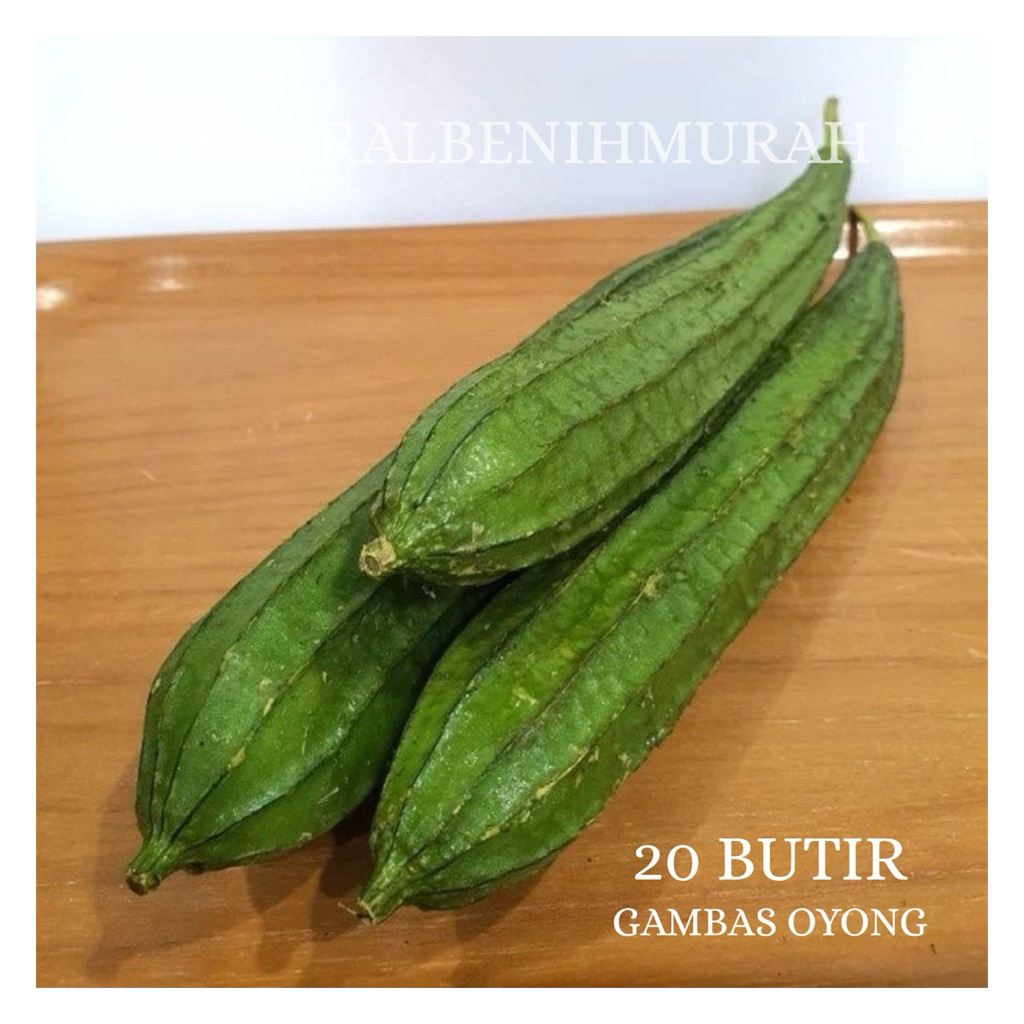 20 BUTIR BENIH TANAMAN GAMBAS OYONG TAIWAN