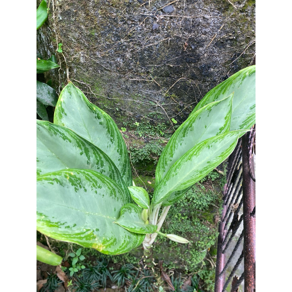 Aglaonema Silver Bay.