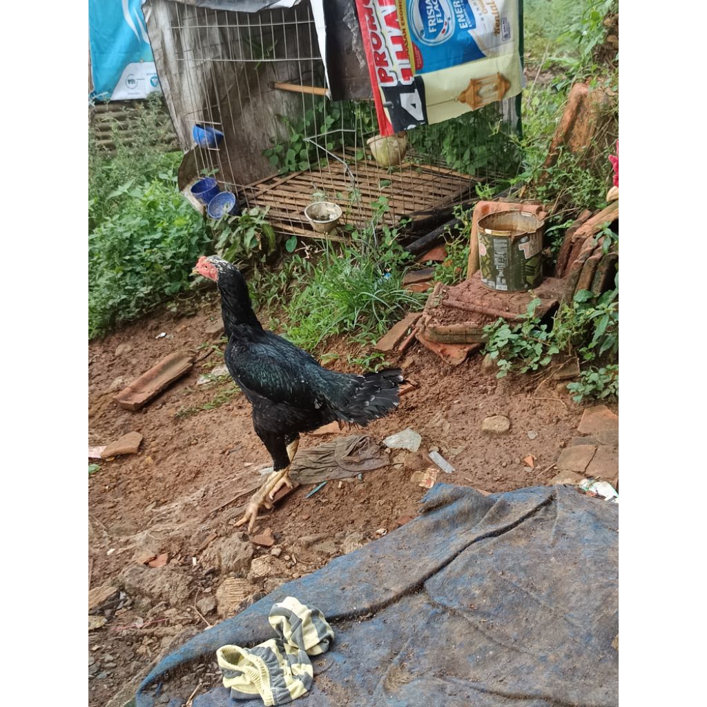 ayam trah pama iq