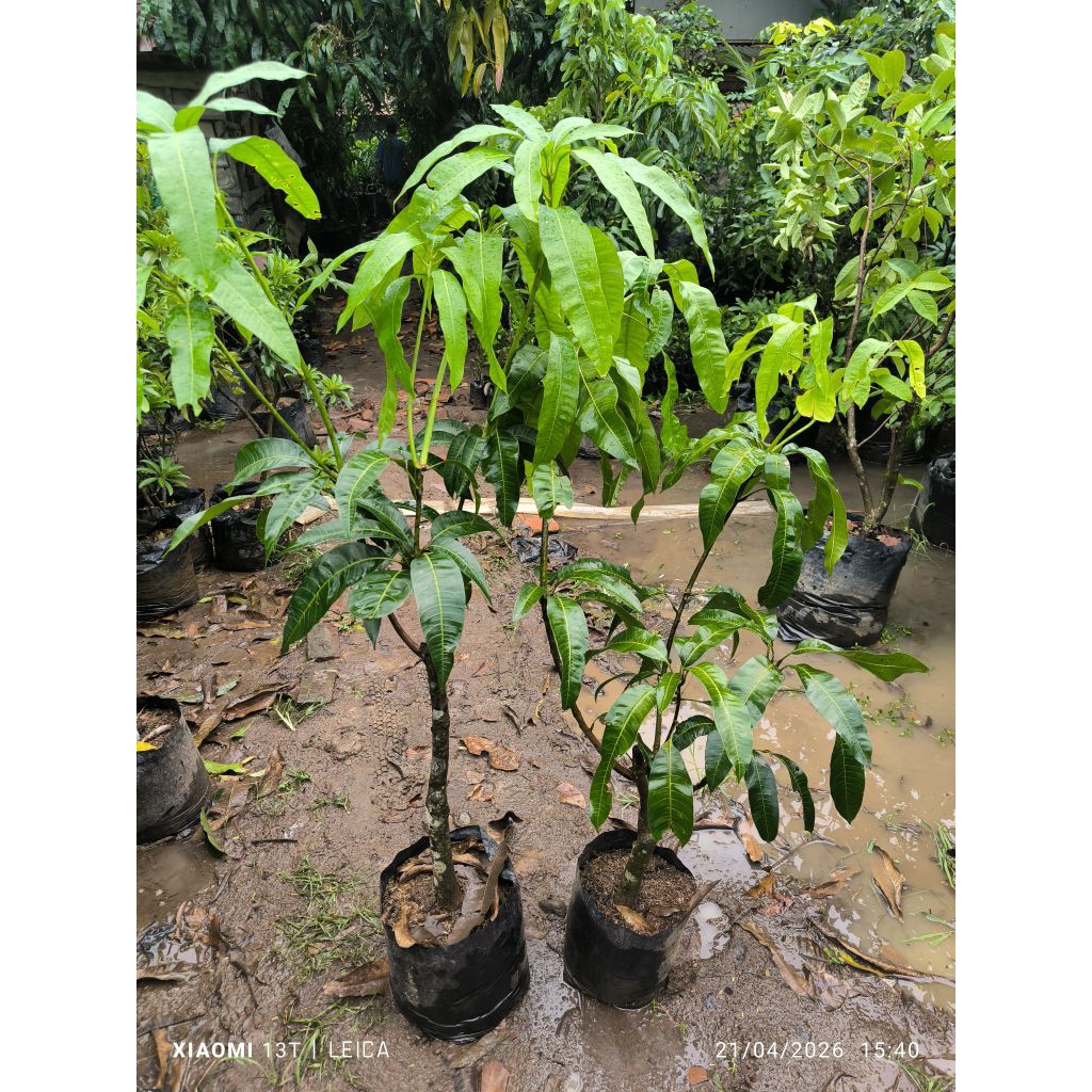 bibit mangga mahatir rimbun (batang besar)