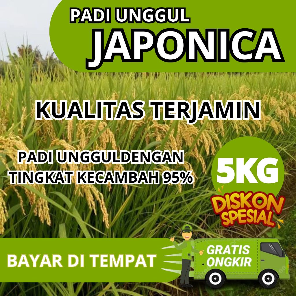 Benih Padi Jepang Japonica 5kg tahan roboh kualitas mantap