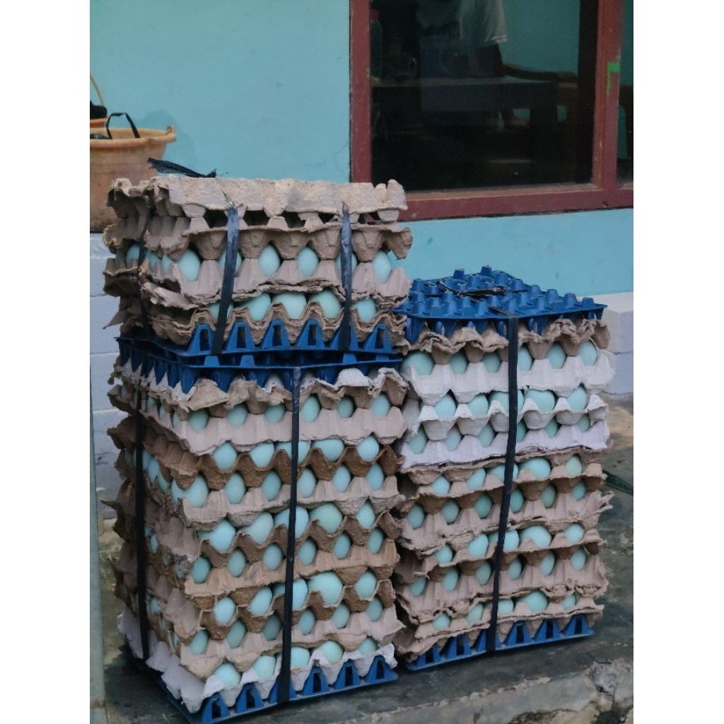 telur bebek omega.