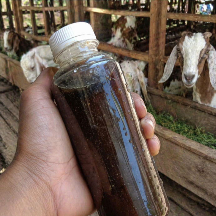 Pupuk Cair Urine Domba Kambing Murni 1 Liter | Pupuk Organik Cair Tanaman & Sayuran