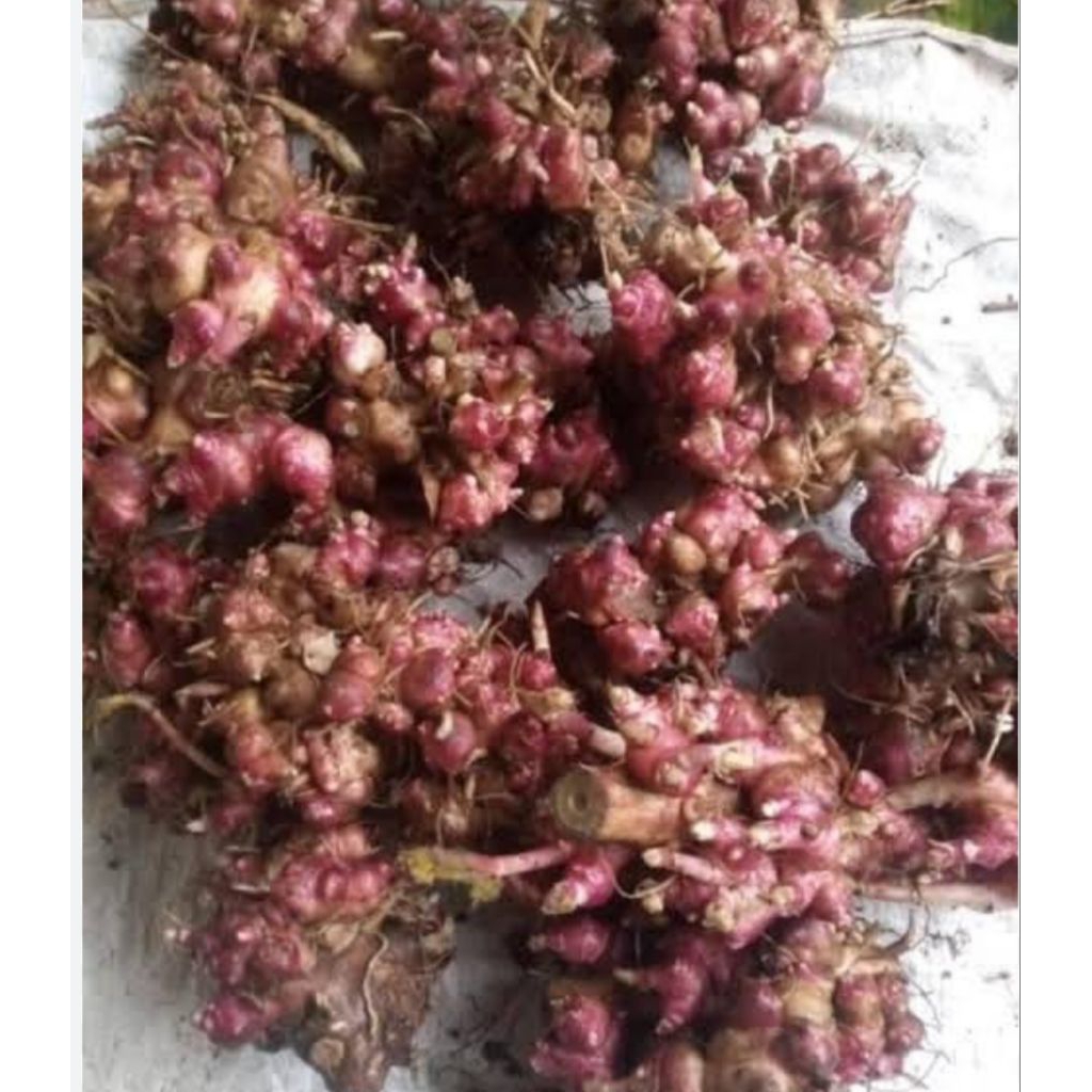 bibit ubi yakon rimpang yakon berkualitas 1kg