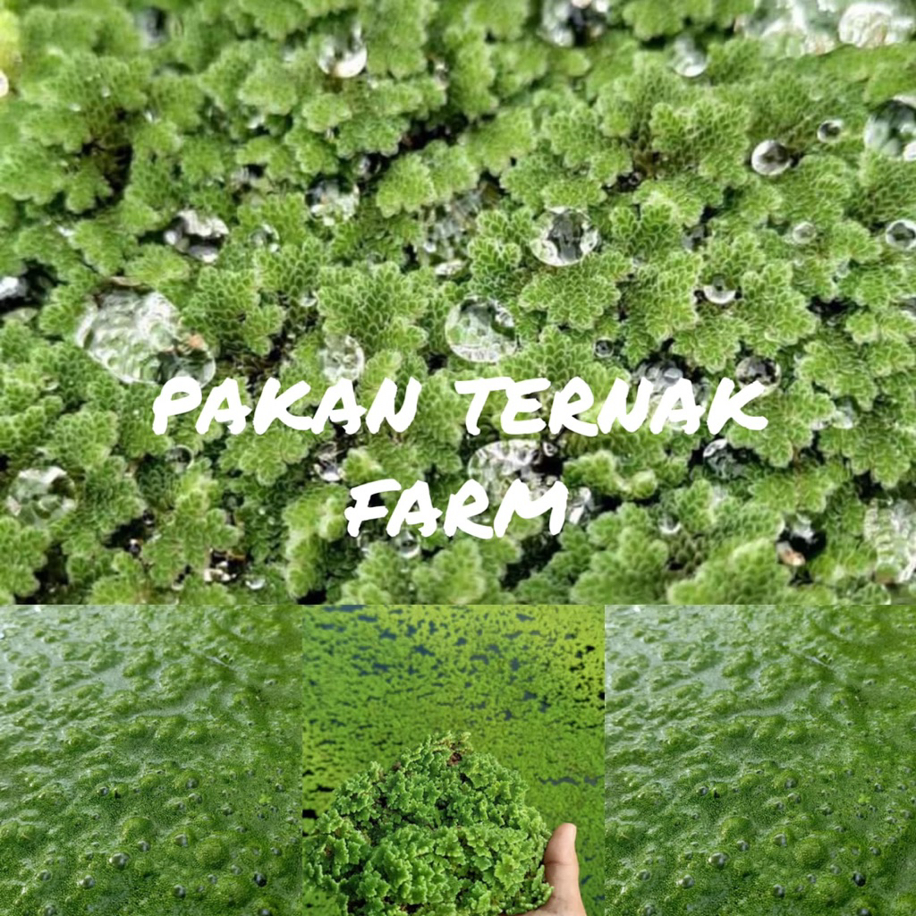 Azolla 100 gram pakan alternatif ikan lele gurame nila unggas ayam bebek mentok