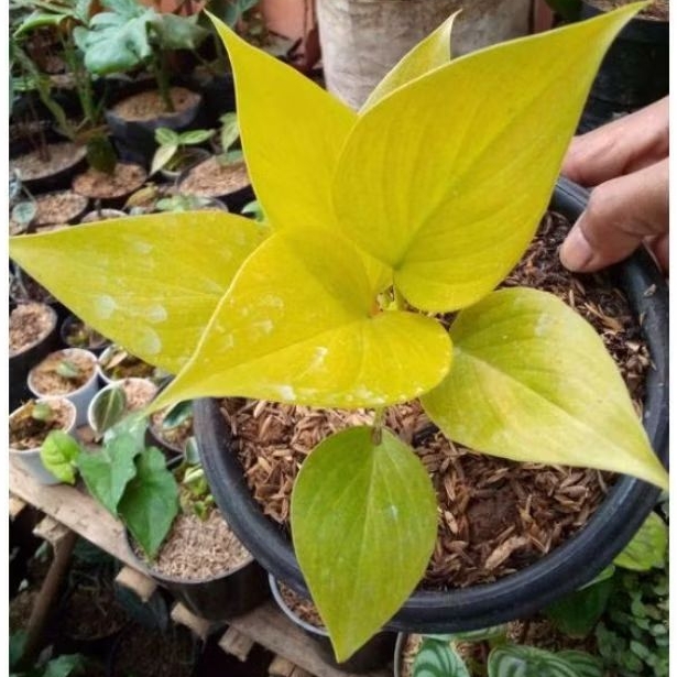 Bibit Tanaman Hias Homalomena Golden Yellow
