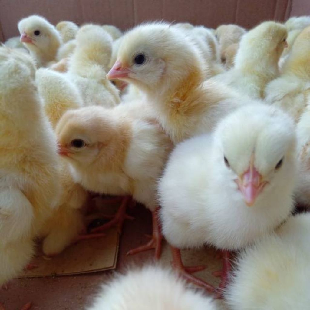 DOC AYAM ELBA PETELUR BERKUALITAS