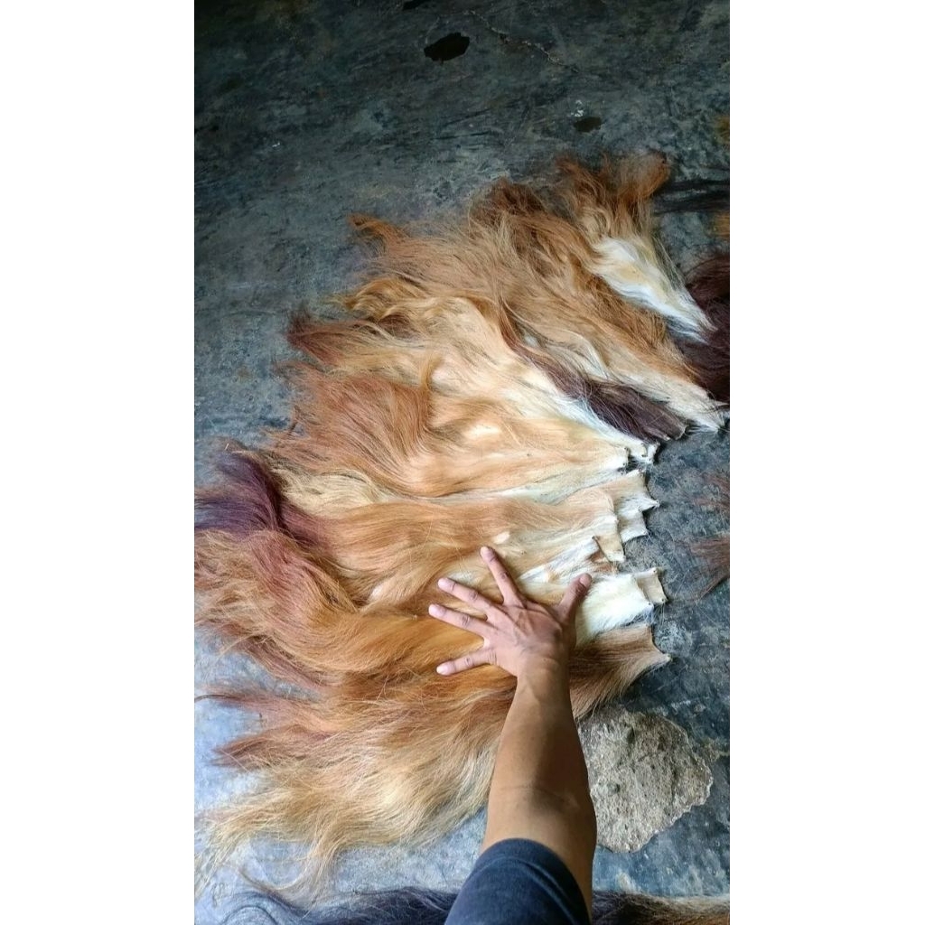 EKOR SAPI RASA KUDA// ekor sapi lurus super panjang halus cocok untuk ganong dan kudalumping