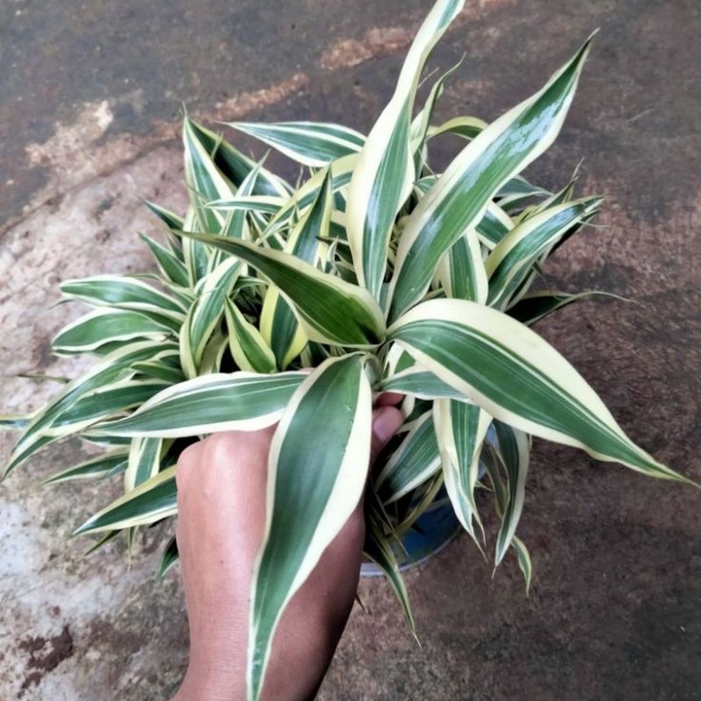 Paket 6 batang Tanaman hias bambu hoki / sri rejeki variegata - akar rimbun