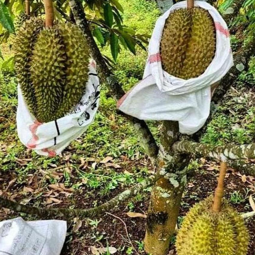 BIBIT / POHON DURIAN KANE KAKI 1 / KAKI 3 SAMBUNG PUCUK CEPAT BERBUAH SIAP TANAM
