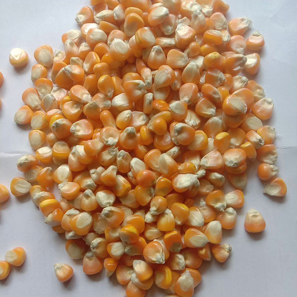 jagung pipil kering premium 250gram