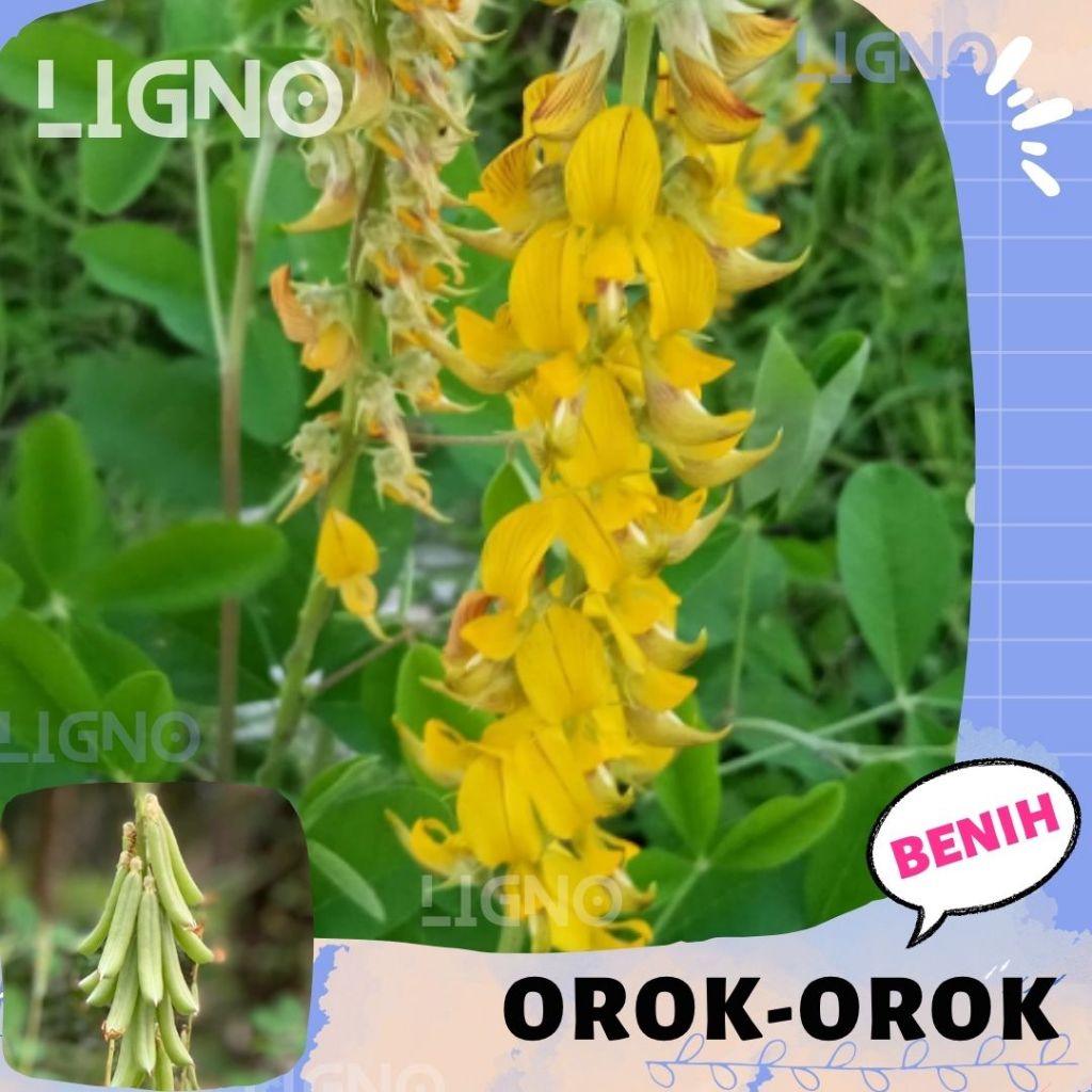 Benih OROK OROK (isi-20) Biji Tanaman Crotalaria Juncea