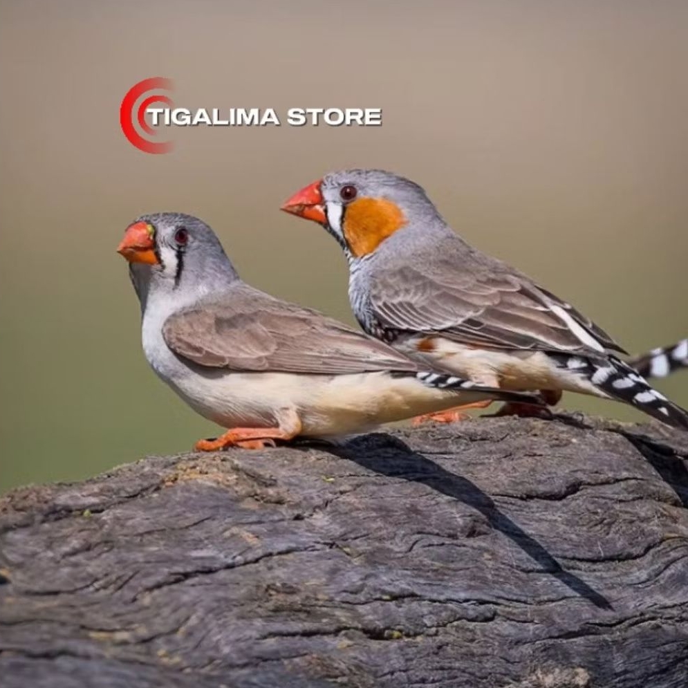 BURUNG ZEBRA FINCH AUSY SEPASANG
