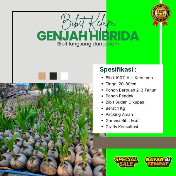 AIR NIRANYA DERAS  Bibit Kelapa Hibrida , Bibit Kelapa Hibrida Bersertifikat