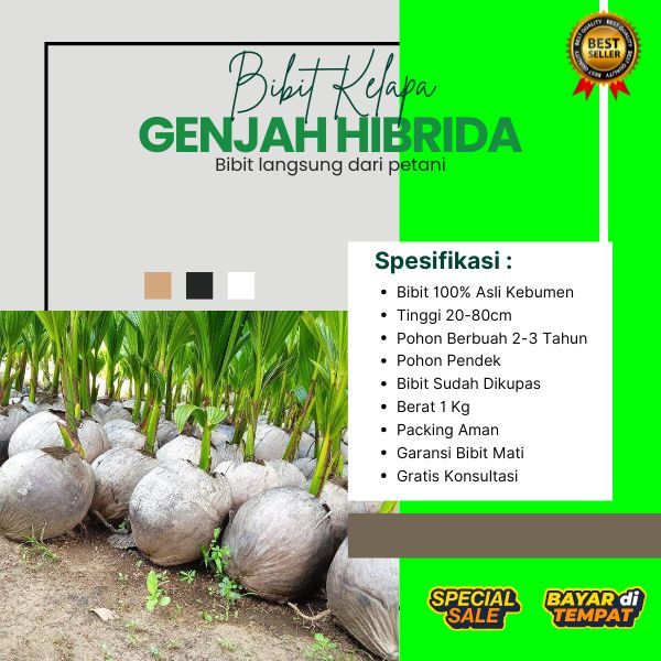 TERMURAH  Bibit Kelapa Hibrida Besar, Bibit Kelapa Hibrida F1