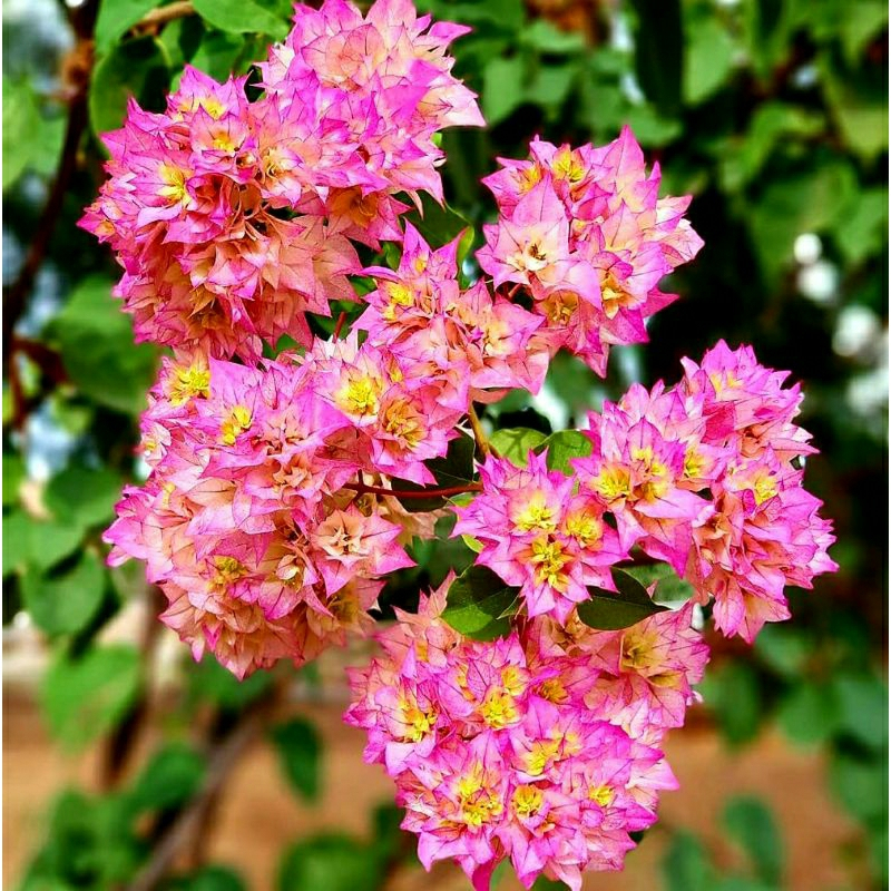 Bougenville Berbunga Hawai Pink