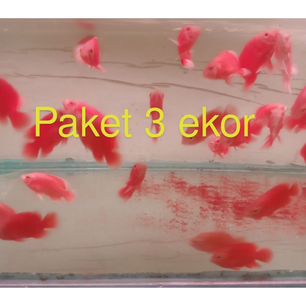 Paket 3 ekor Oscar red Chili super block