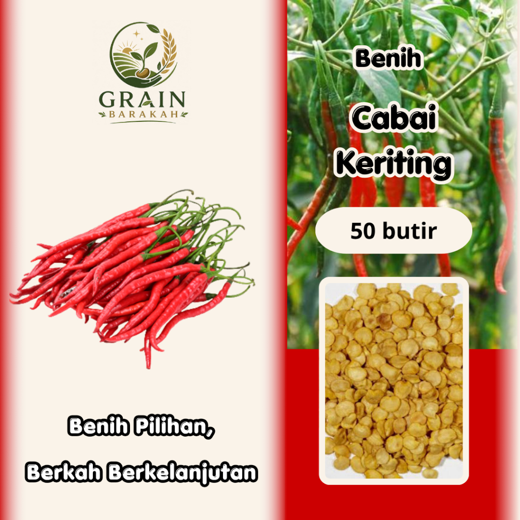 50 butir BENIH CABAI KERITING LOKAL UNGGUL I EXTRA BONUS