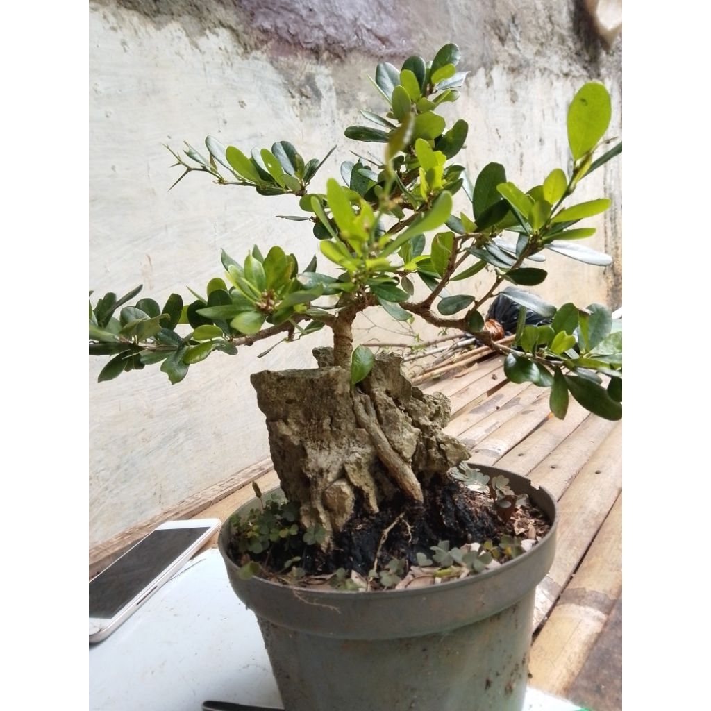 bonsai saeng simbur lokal bunga ungu ontherock mamean