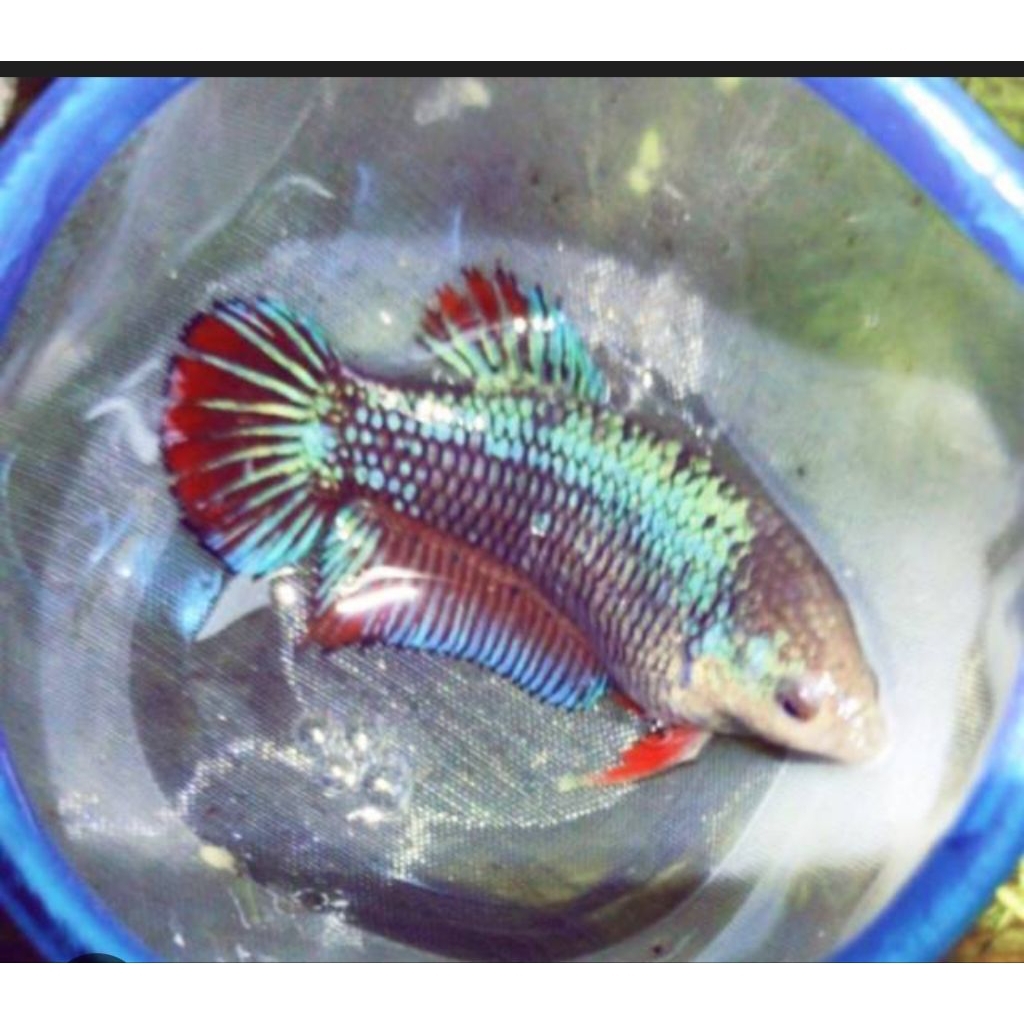 Hiasan dinding Cupang halfmoon rosetail giant full telur siap dibudidayakan