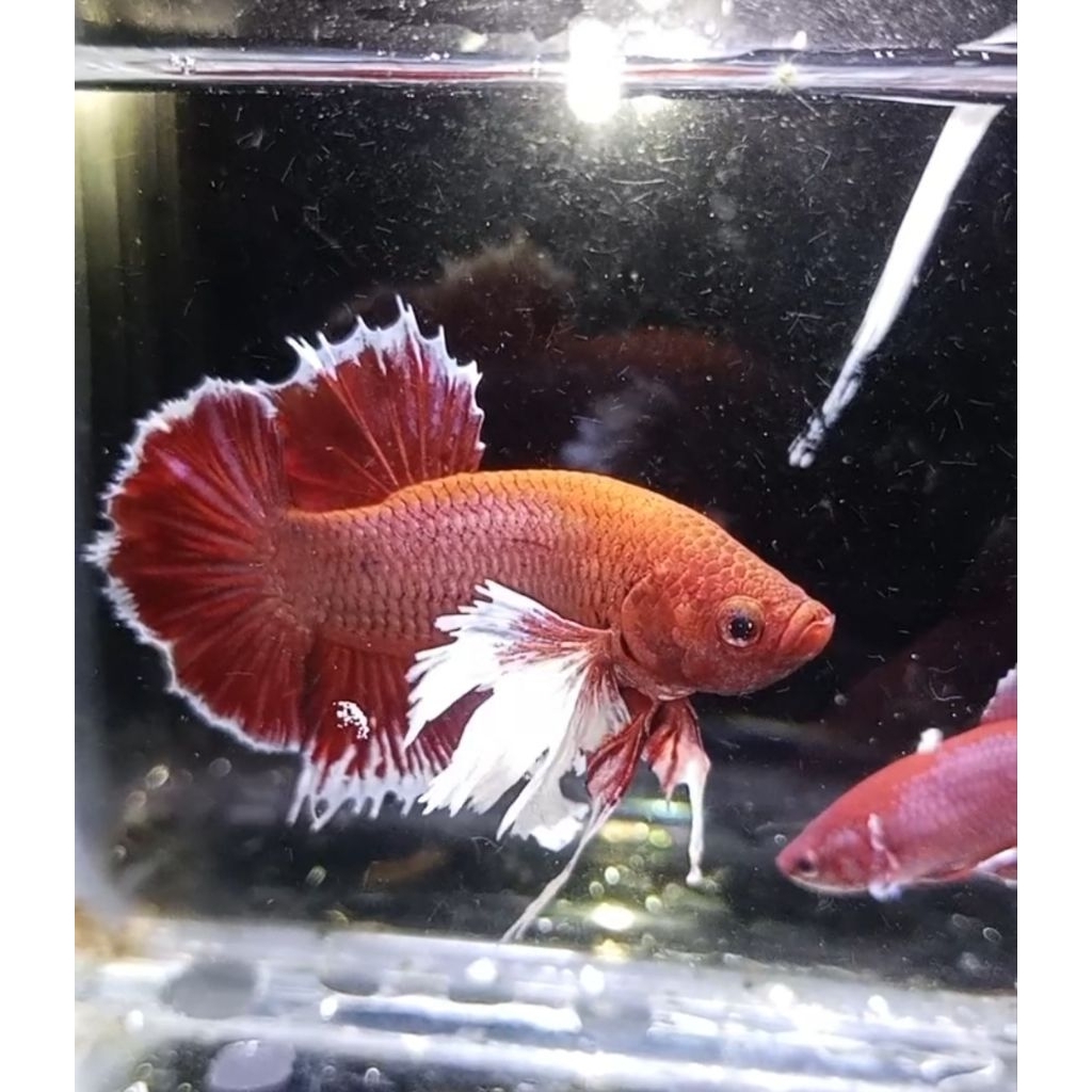 Ikan cupang hias jenis plakat Dumbo ear lavender