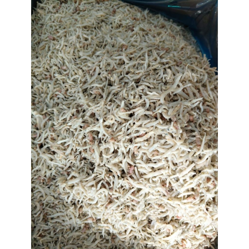 ikan teri nasi asli Sibolga Sumatera utara