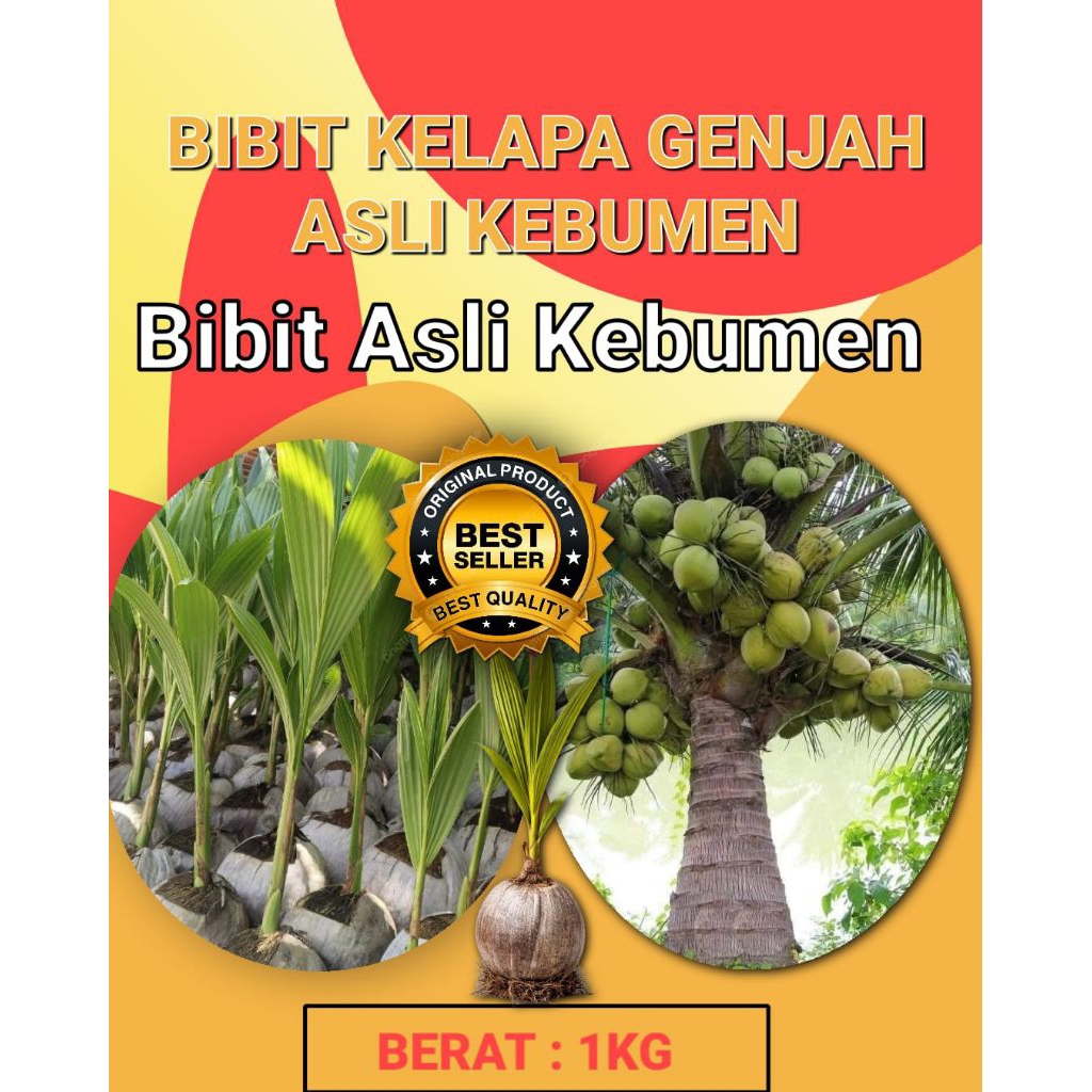 TERJAMIN !! Bibit Kelapa Genjah Entok Bersertifikat, Bibit Kelapa Genjah Entok Kebumen