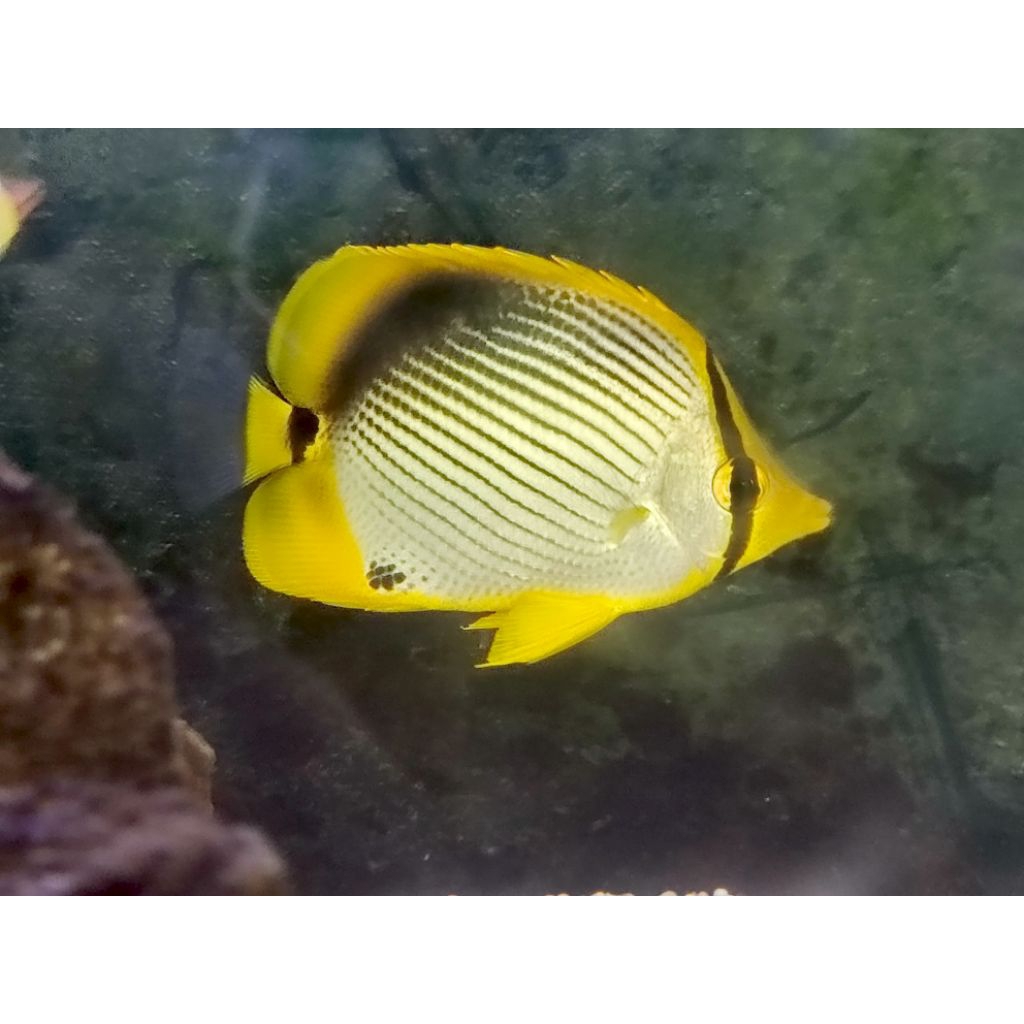Ikan Hias Air Laut Jenis Kepe Melano
