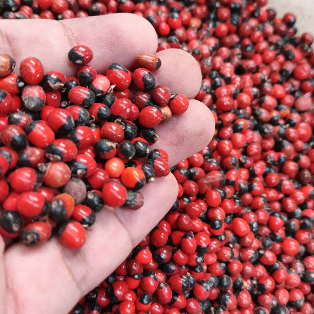 biji saga merah hitam sogo tunteng kering tepung biji saga merah