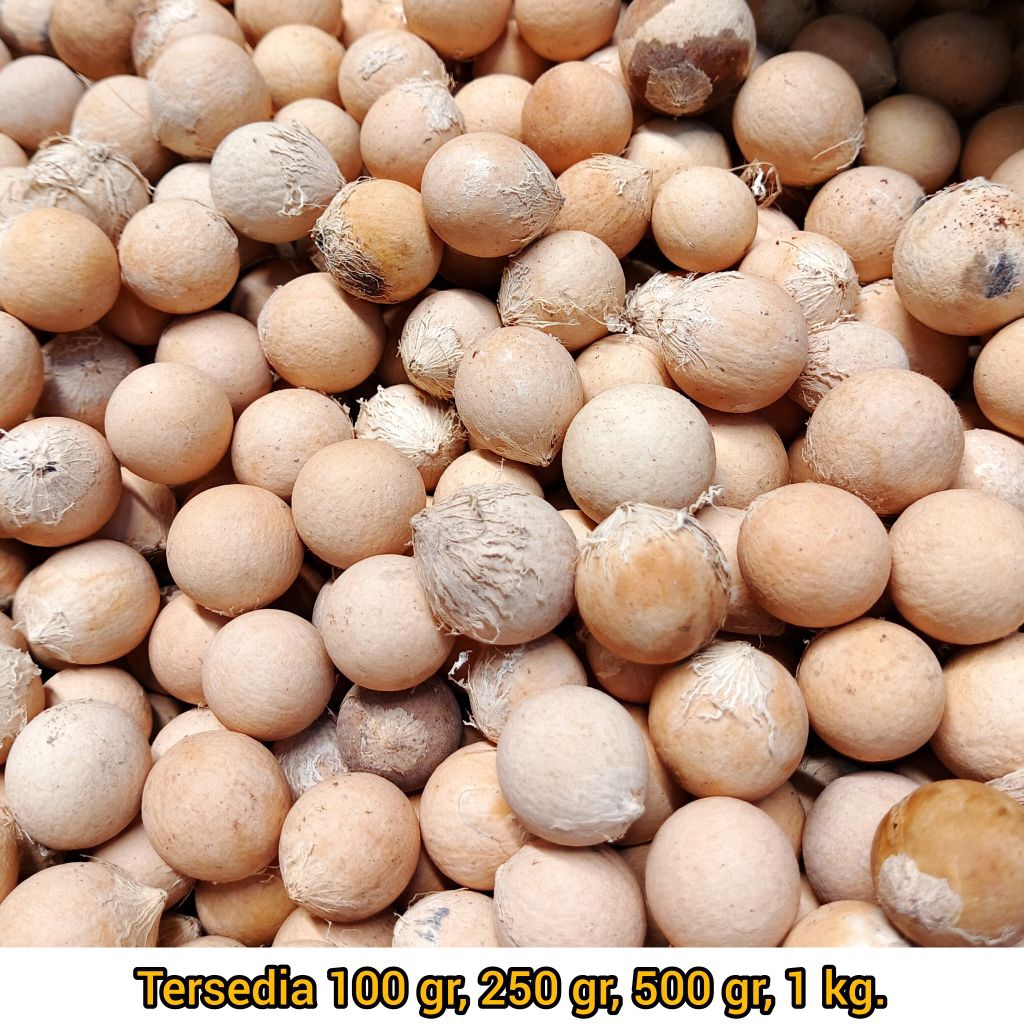 biji nyamplung kering buah nyamplung kerajinan biji nyamplung bersih warna natural biji-bijian