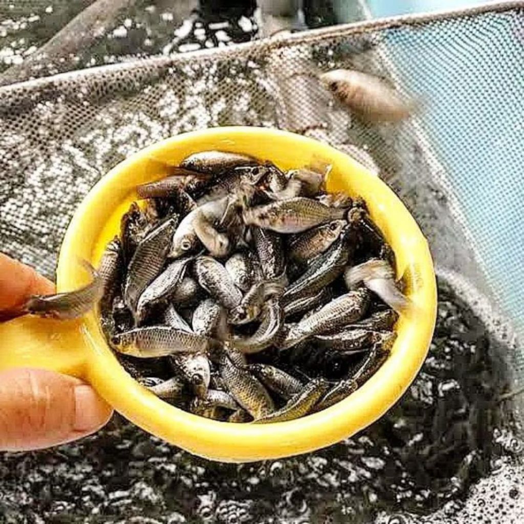 Ikan Cere Laut 1 Gelas Aqua Cere Laut 1/2 Liter - Cere Laut 1 Liter