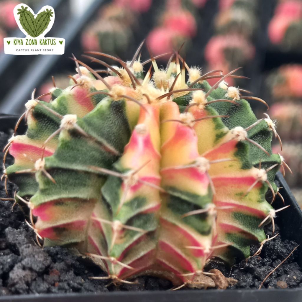 kiya_zona_kaktus Kaktus Gymnocalycium LB Var Hibrid Koleksi Good Var and Perform