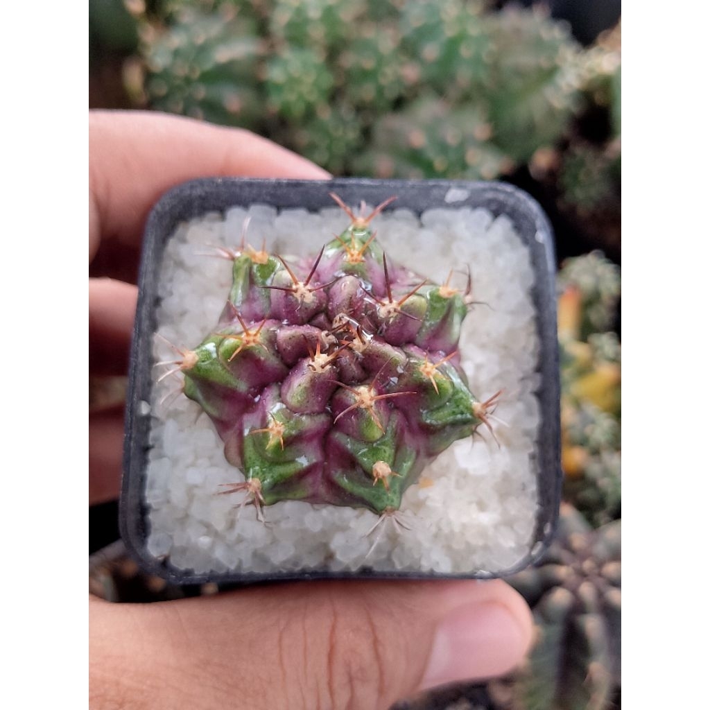 GYMNO PURPLE NEBULA OWNROOT DI POT 6CM//KAKTUS//KAKTUS HIAS//KAKTUS MINI//MIHANOVICHI//GYMNOCALYCIUM