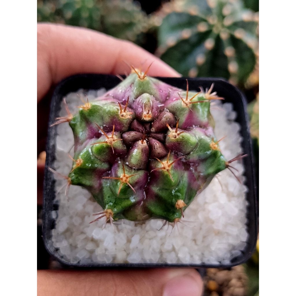 GYMNO PURPLE NEBULA OWNROOT DI POT 6CM//KAKTUS//KAKTUS MINI//KAKTUS HIAS//MIHANOVICHI//GYMNOCALYCIUM