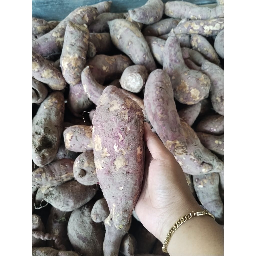 UBI SAMARINDA 1KG