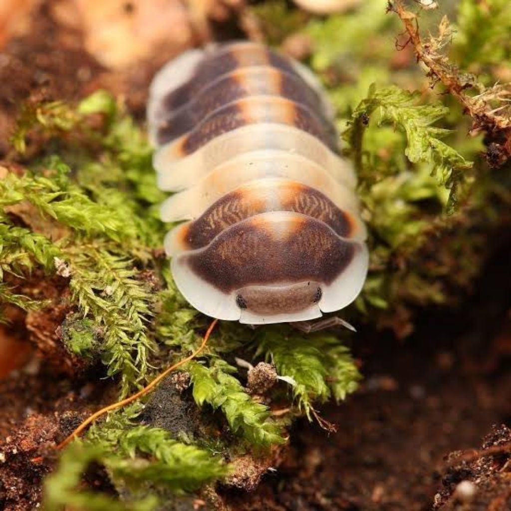 PAKET BUNDLING. ISOPOD CAPUCINO, ISOPOD DAIRY COW, ISOPOD PINK PAPAYA