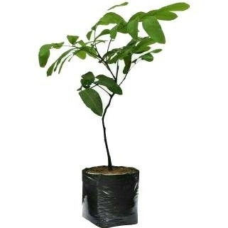 Bibit Kelengkeng Seedling Unggul