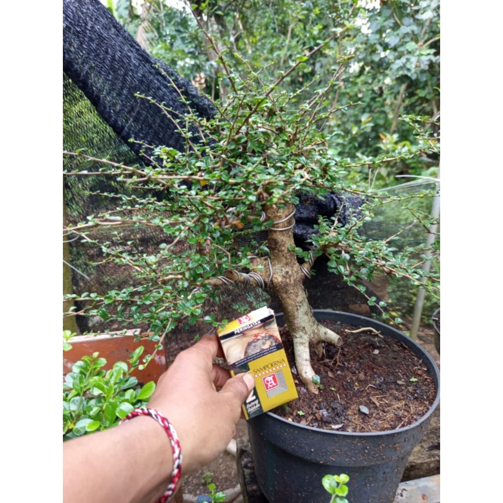Bonsai hokiantea mikro berkarakter bagus rimbun