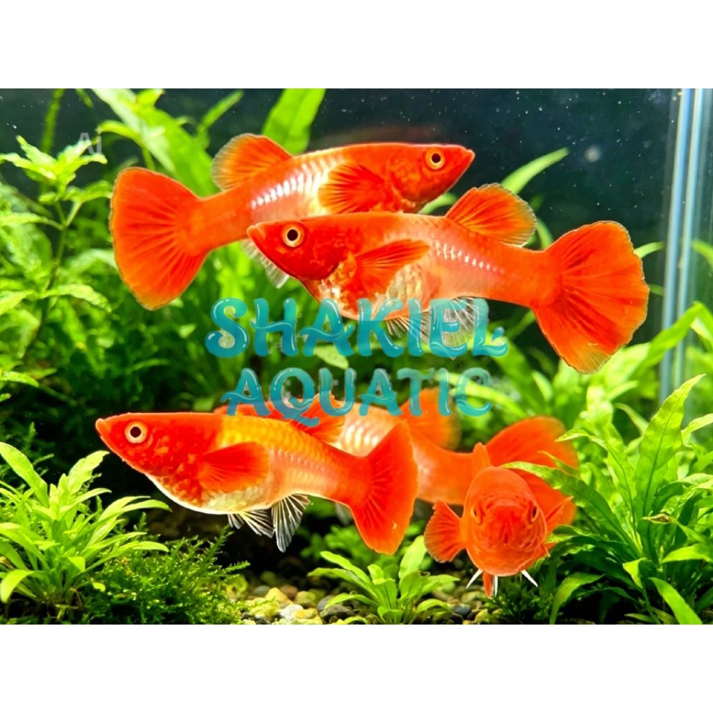 Ikan Guppy AKRE Albino Koi Red Ear - Hiasan Aquarium Elegan