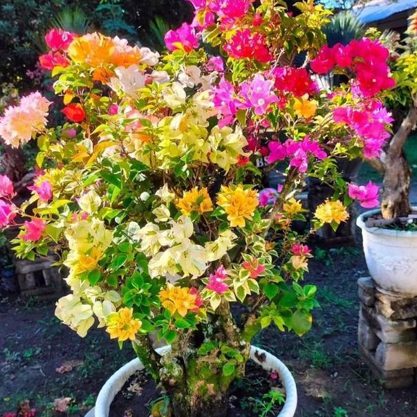 Bougenville besar Bonsai