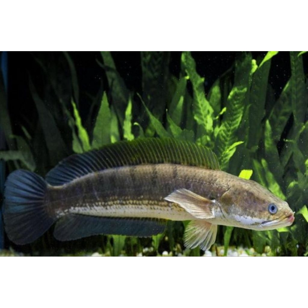Ikan gabus hidup / Fresh 1kg s/d 1,5kg ( untuk pengobatan panca operasi/melahirkan )