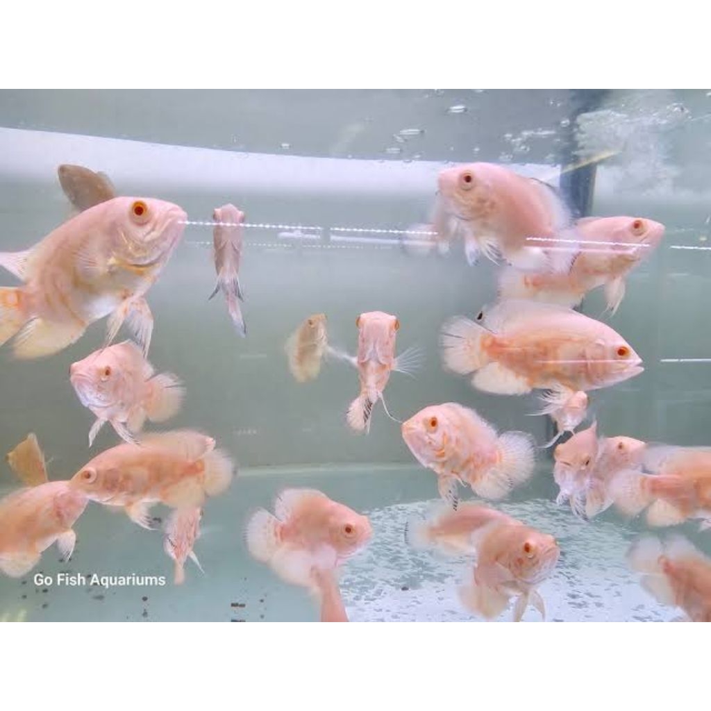 ikan hias oscar albino