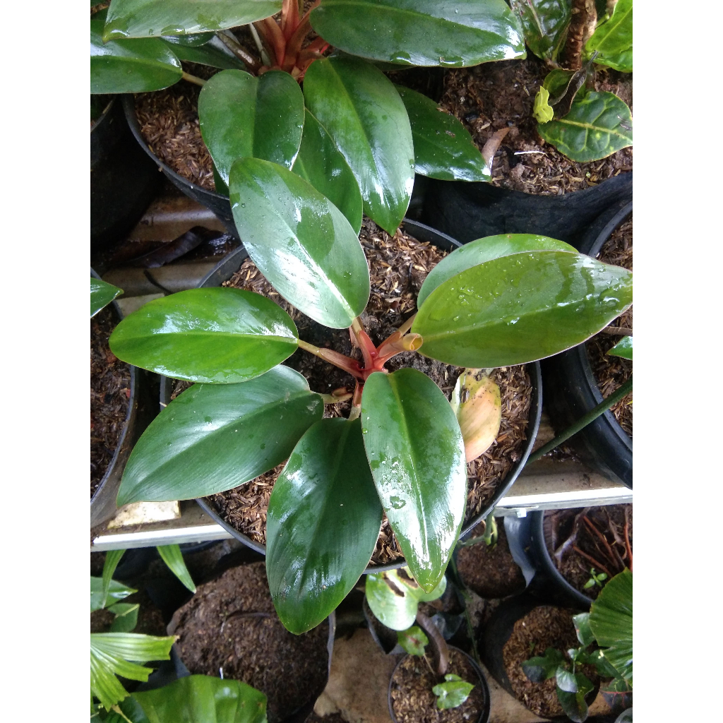 Philodendron Red Congo Tanaman Hias Daun Besar Tahan Air Hijau Kering