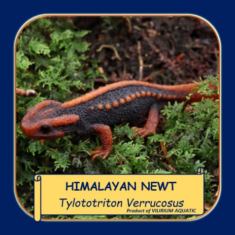 KADAL HIAS AIR TAWAR - HIMALAYAN NEWT / KADAL AIR (KADAL HIAS AQUASCAPE)
