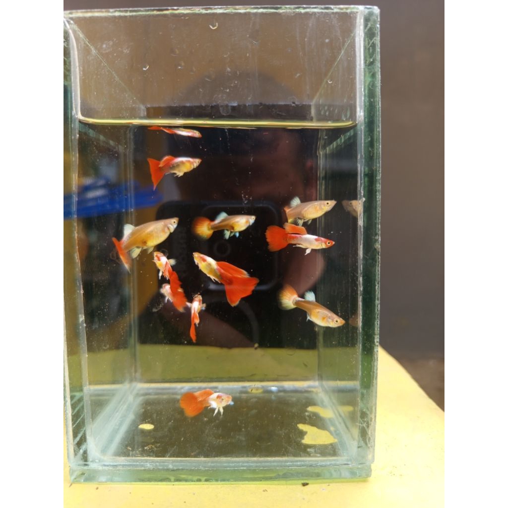 HIASAN Aquarium Guppy Koi Santa INDUKAN