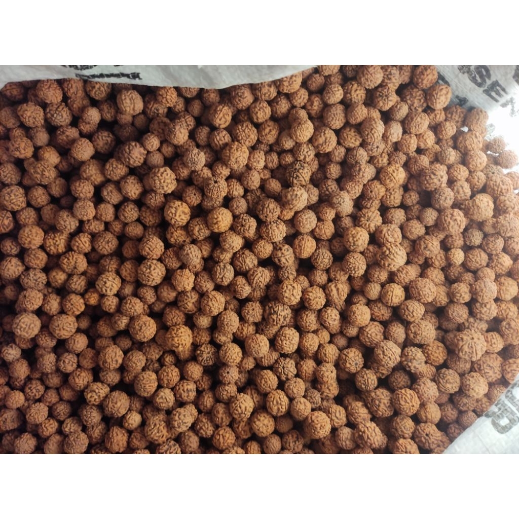 jenitri Rudraksha bahan benih aksesoris