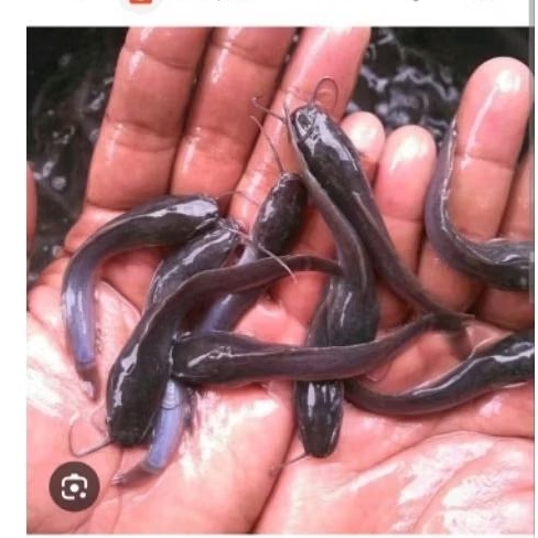 Bibit lele sangkuriang 5-7cm paket 100ekor